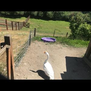 Meet your Posher, Dina